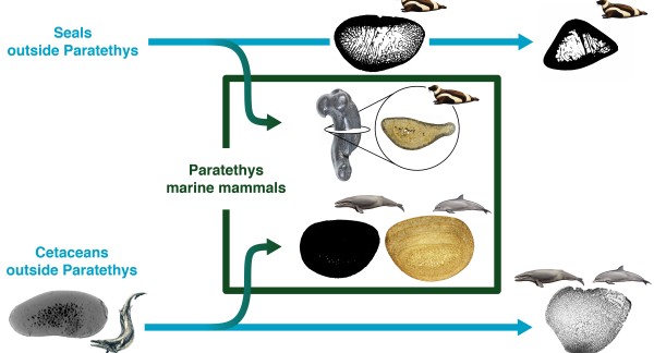 Marine mammals in the Paratethys Sea, which became hypersaline between 13.8 and 13.4 million years ago, developed heavier bones. The core of the bone has far fewer cavities compared to contemporaries from other seas and to current species.