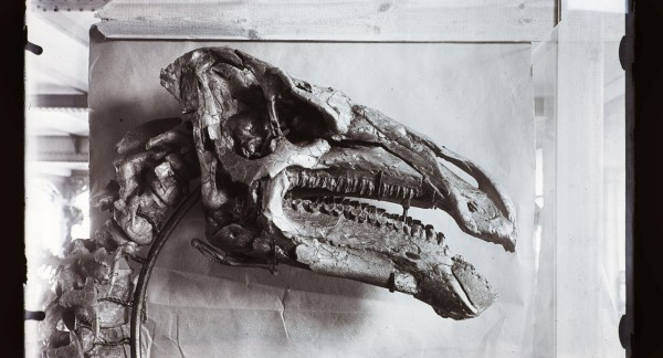 Planet Belgium (4) - When Belgium was a dinosaur country