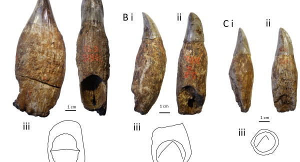 Tanden uit de collecties van het Koninklijk Belgisch Instituut voor Natuurwetenschappen, die heterodontie tonen bij Temnodontosaurus platyodon.