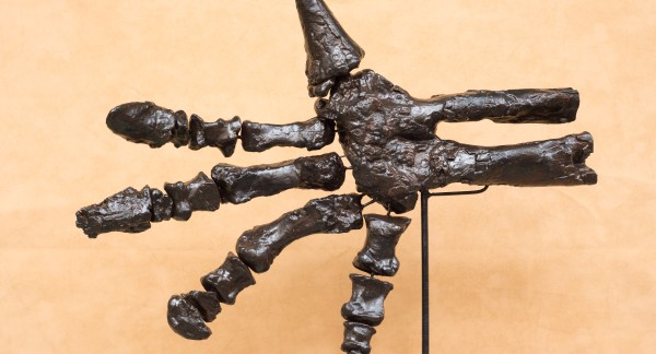 Die Hand des Iguanodons: multifunktional wie ein Schweizer Taschenmesser