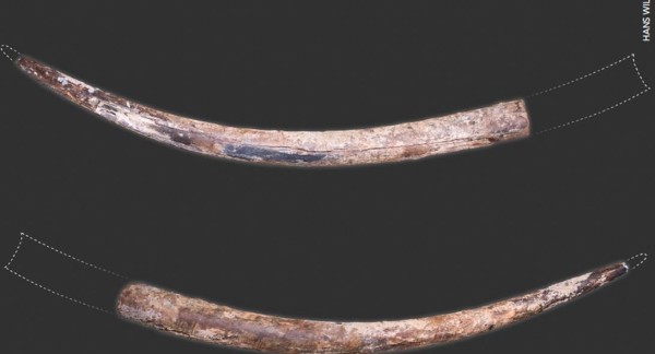 La défense fossile de l'éléphant de forêt est pratiquement intacte, seules de petites parties de la pointe et de la base manquent.