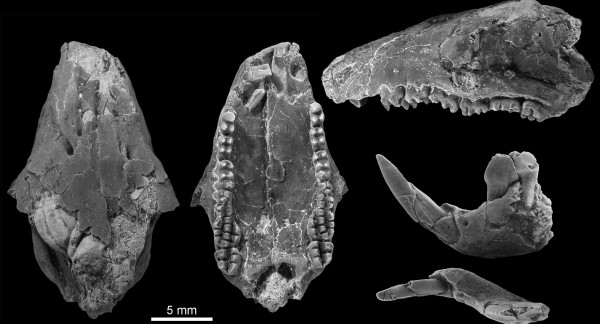 Skull and lower jaw of Kogaionon radulescui from the Upper Cretaceous of Nălaţ-Vad showing the numerous tubercles on the molars.