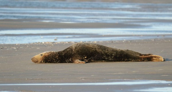 De oude, bekende grijze zeehond ‘Oscar’ op het strand van Nieuwpoort, 9 september 2020. Beeld: Luc Davi