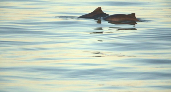 Harbour porpoises, Nieuwpoort, 18 October 2022