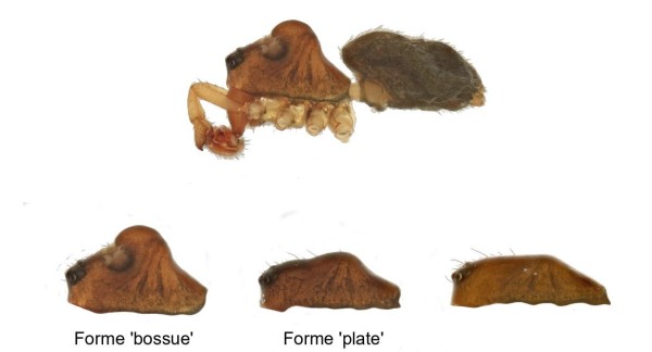 Les types de mâles très différents chez l'araignée O. gibbosus. (Photo : IRSNB)