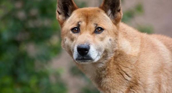 Honden bij de vleet vlak na laatste ijstijd