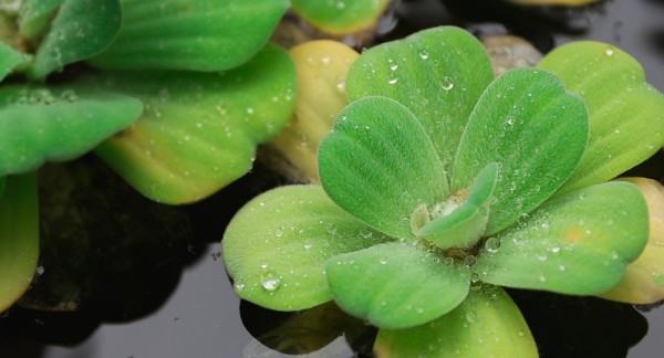 Laitue d’eau (Pistia stratiotes)