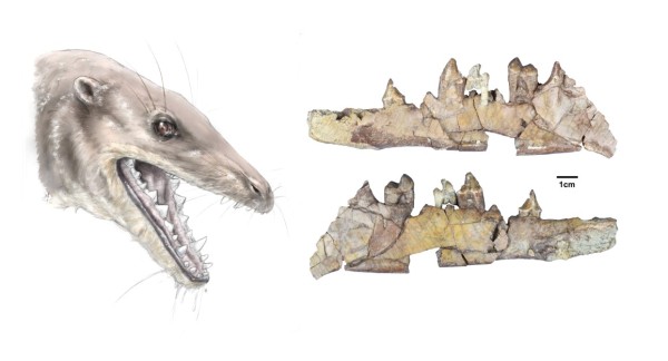 Un nouveau fossile éclaire l’évolution des dents chez les premiers cétacés
