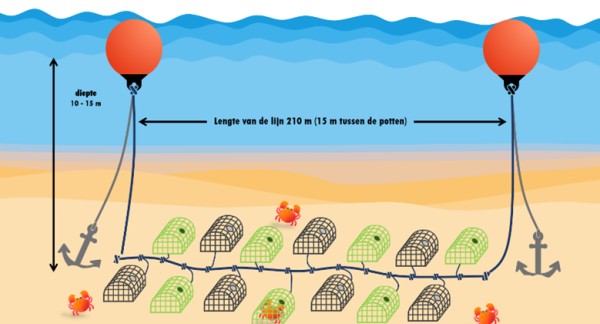 Schematische voorstelling van potenvisserij op de zeebodem (beeld: ILVO)