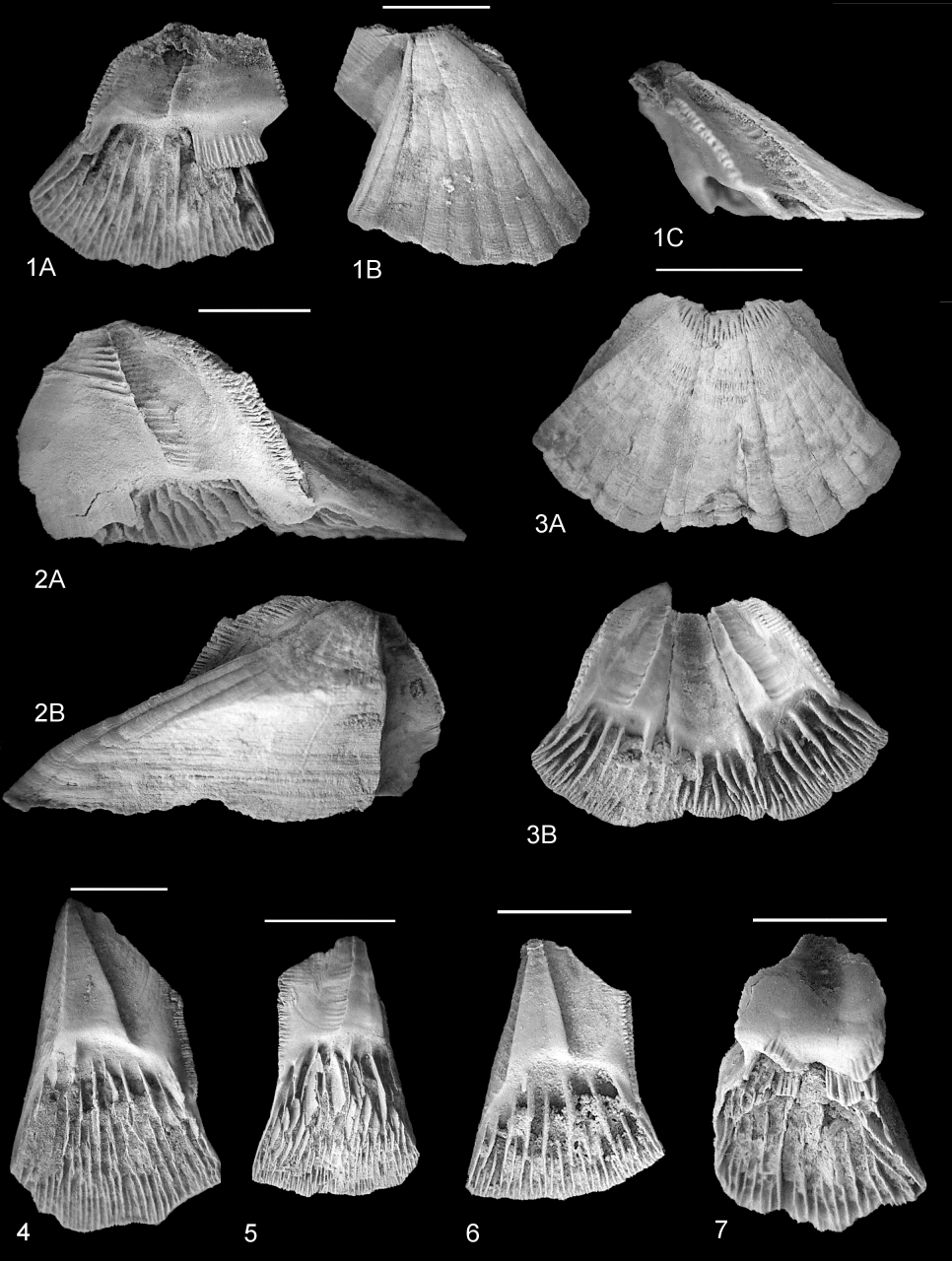De nieuw beschreven soort zeepok Protochelonibia hermani van alle kanten bekeken.