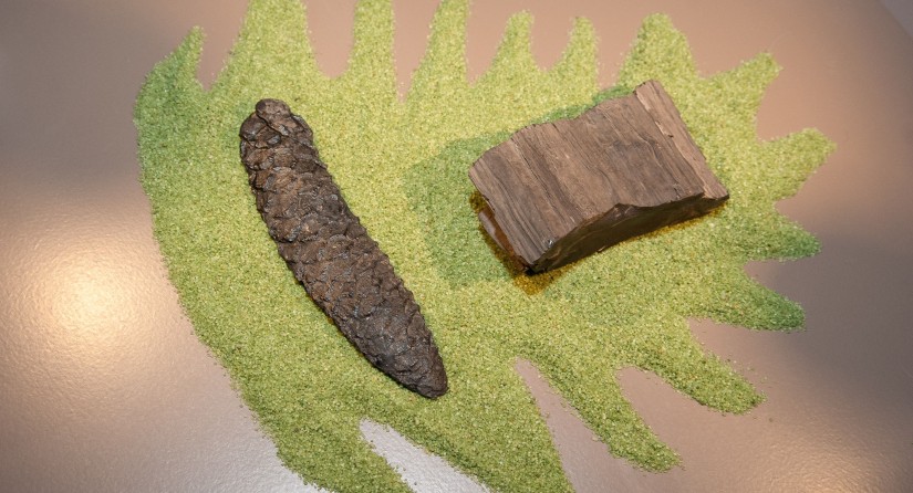 Conifères fossilisés de Bernissart