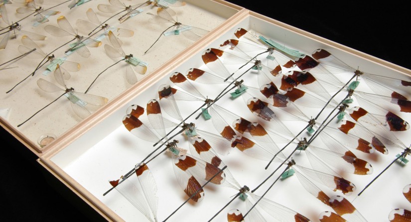 Damselflies and dragonflies (Odonata) in a collection box