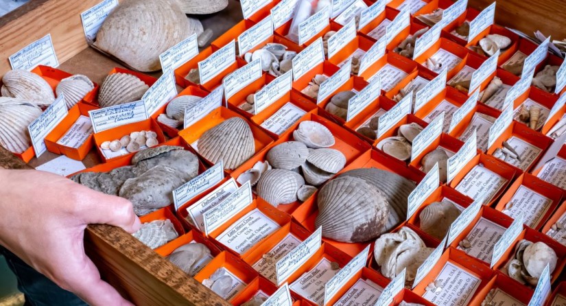 Een collectie fossiele schelpen.