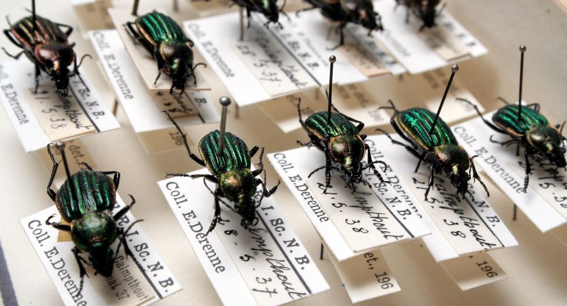 Belgian beetles from the Derenne collection.