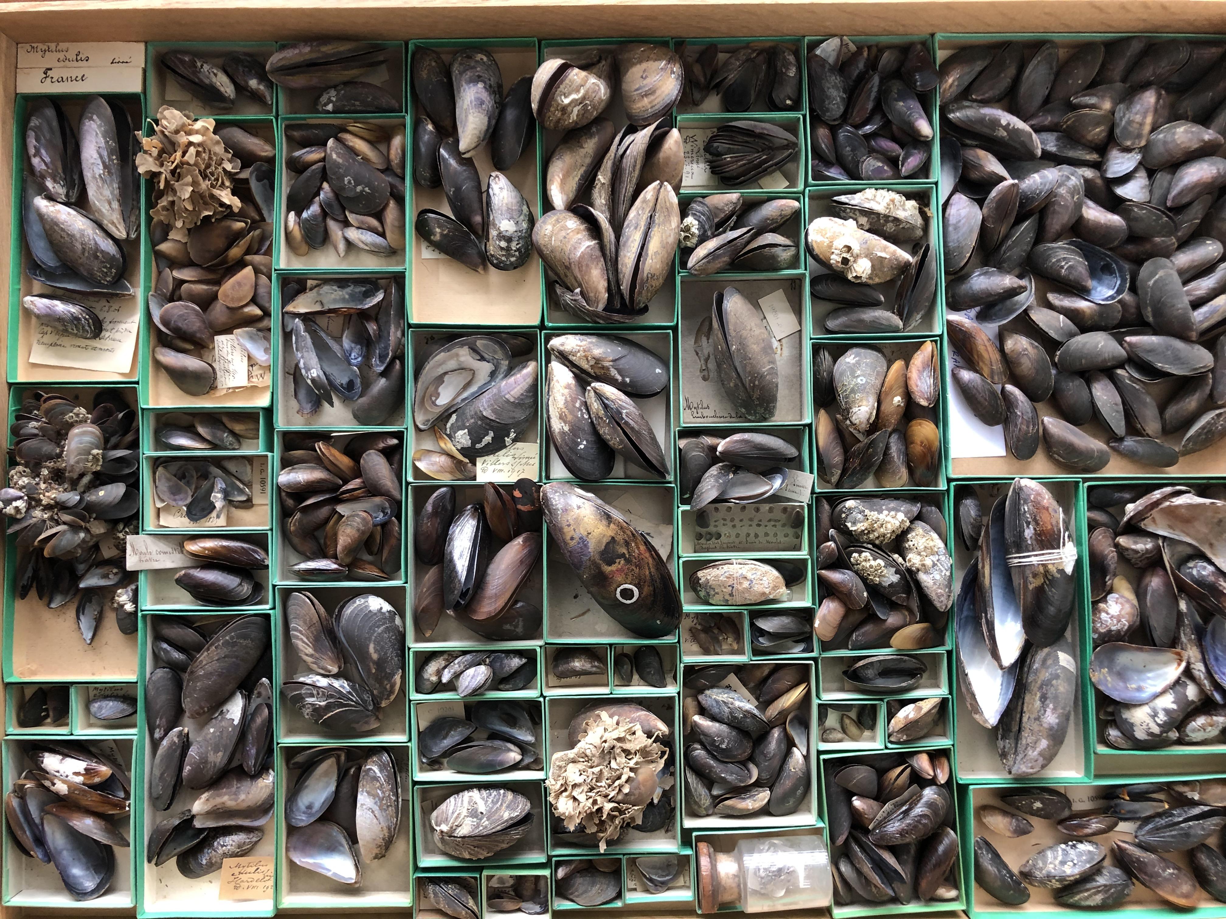Mussels in the collections of the Institute of Natural Sciences